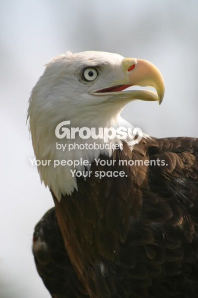 eagle.jpg