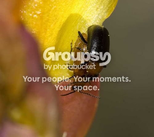 succulent.jpg