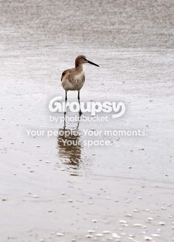 shorebird2.jpg