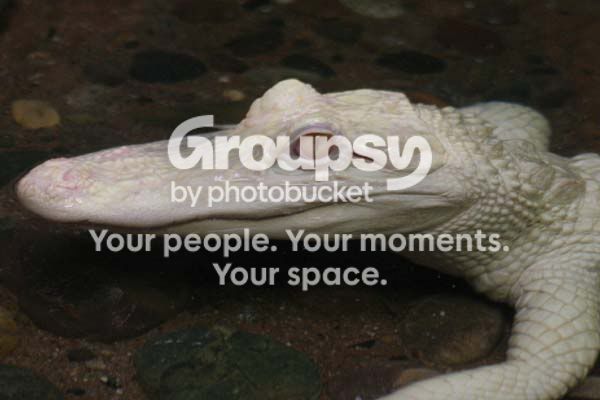 reptiles_3654share.jpg