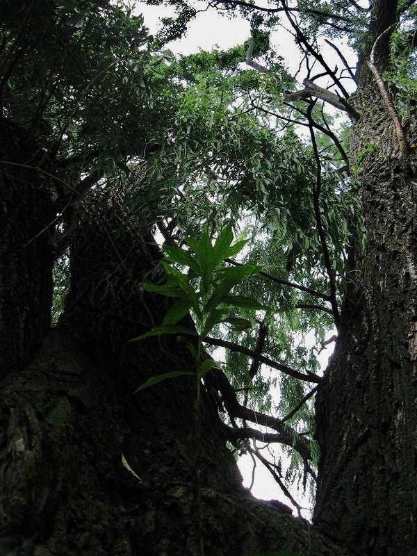 willow_tree_by_raismash-d3223xp.jpg