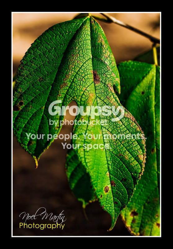 Leaf11of1.jpg