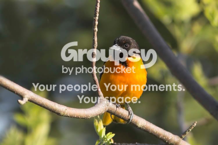 BaltimoreOriole9.jpg