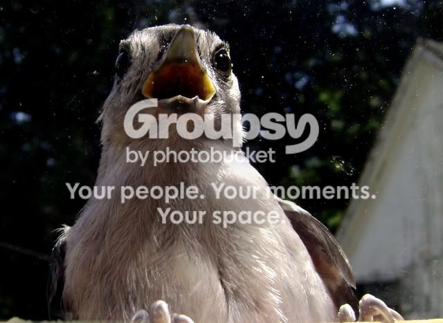 bird012.jpg