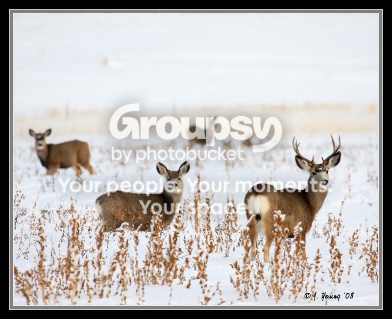 muledeersnow.jpg