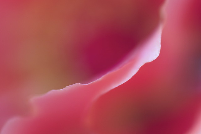4745153975_04906d4de7_z.jpg