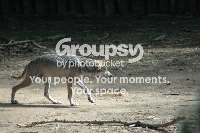Mexican_Wolf_by_LordThunderpaw.jpg