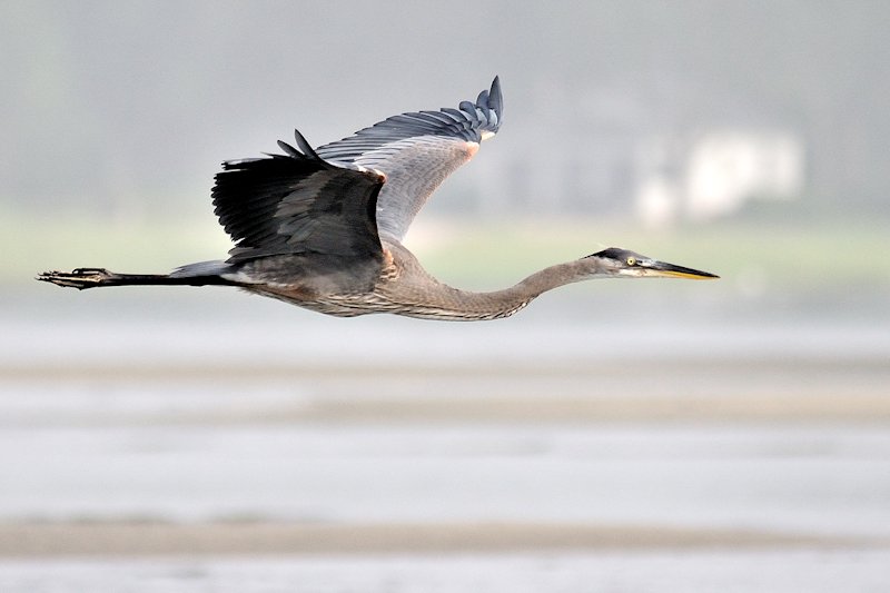 heron01.jpg