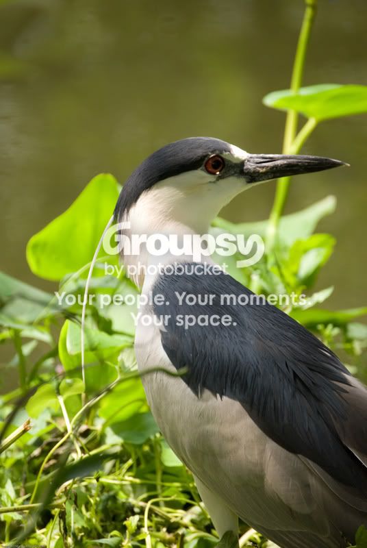 zoofaves-9.jpg