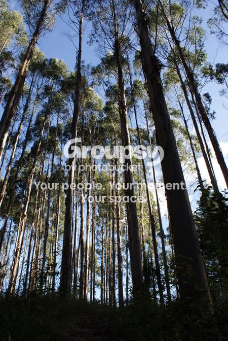 Trees.jpg