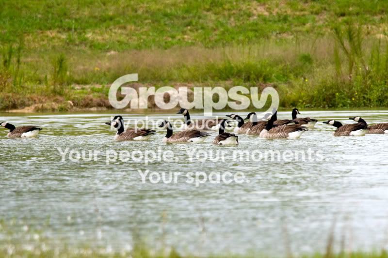 Geese-Landing-18.jpg