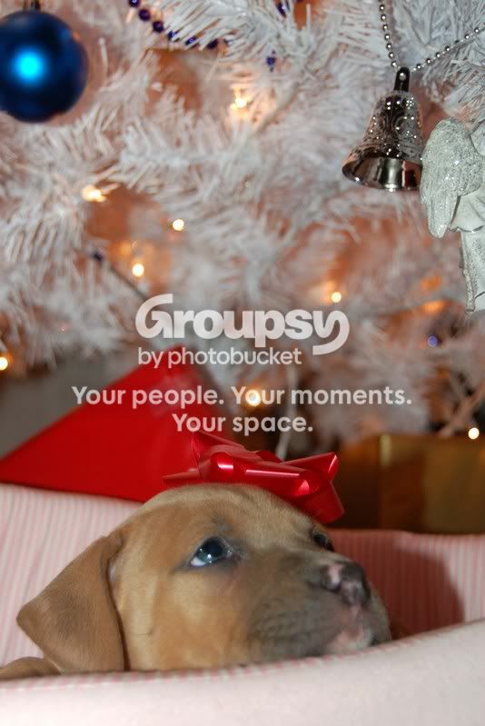 puppylowres3.jpg