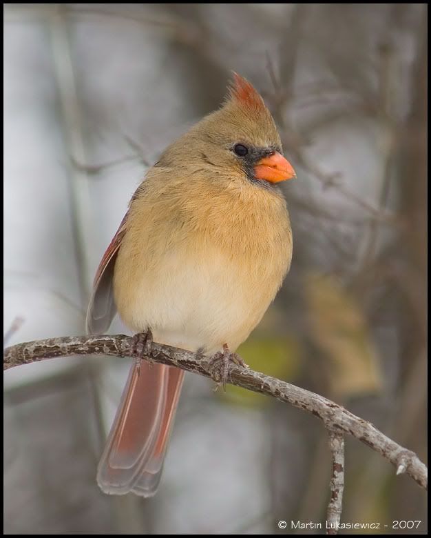 NorthernCardinala18.jpg