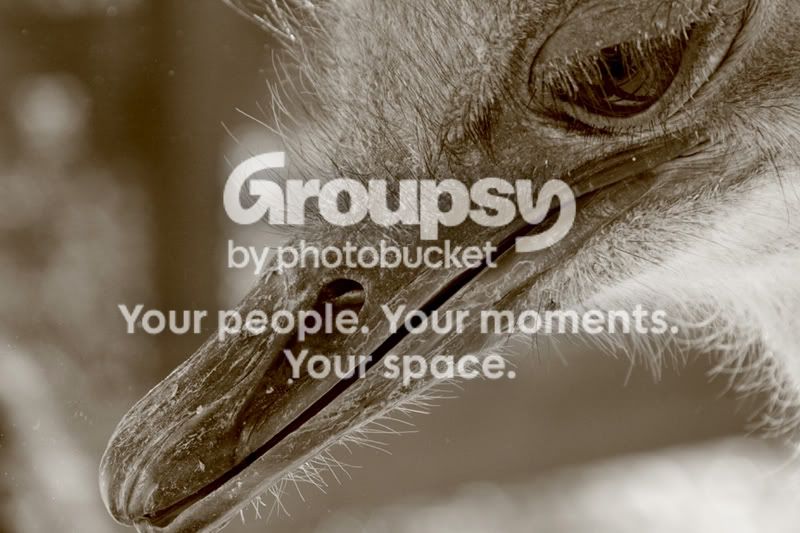 ostrich2.jpg