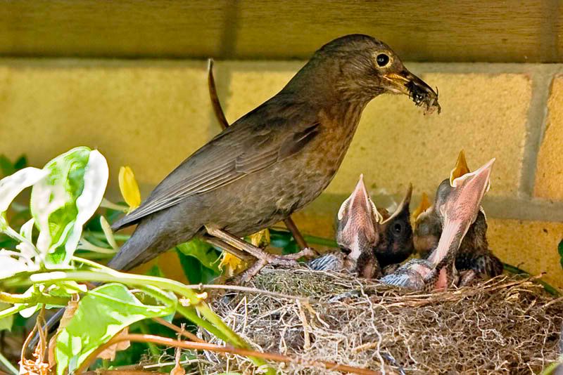 Feeding-1.jpg