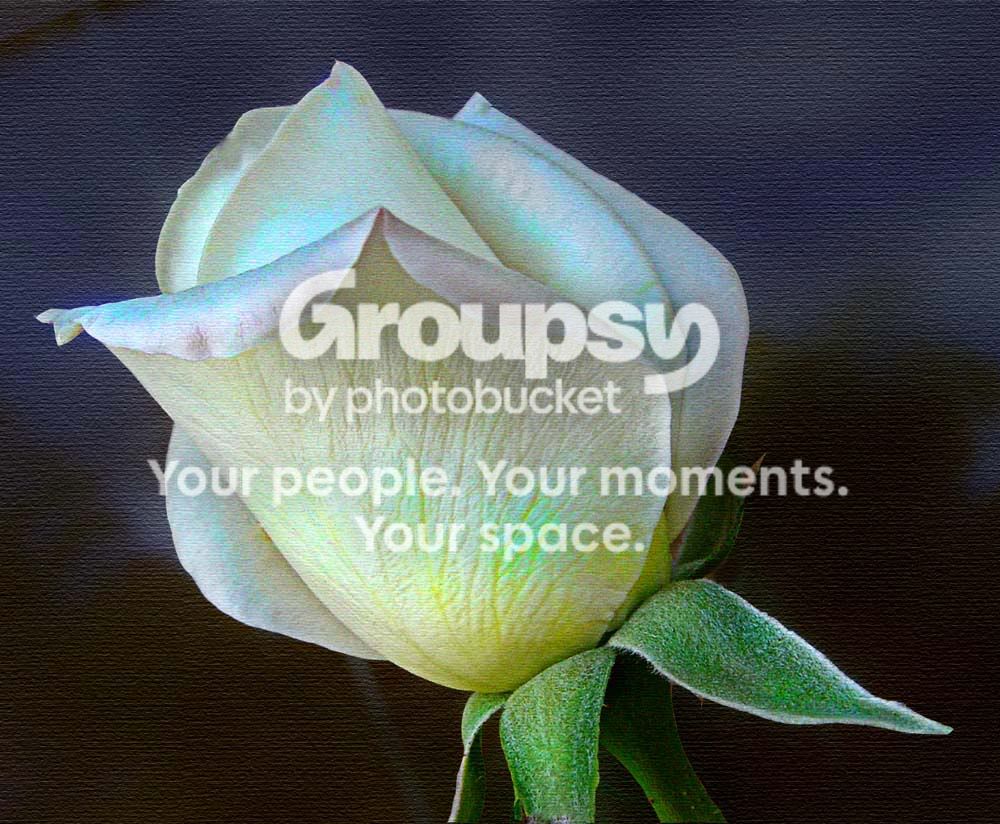Rose.jpg