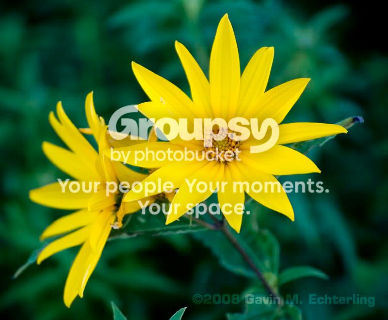 Flower_Yellow_080818.jpg