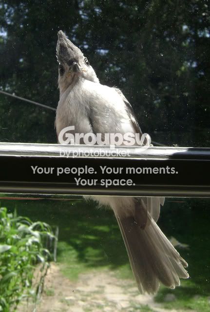 bird002.jpg