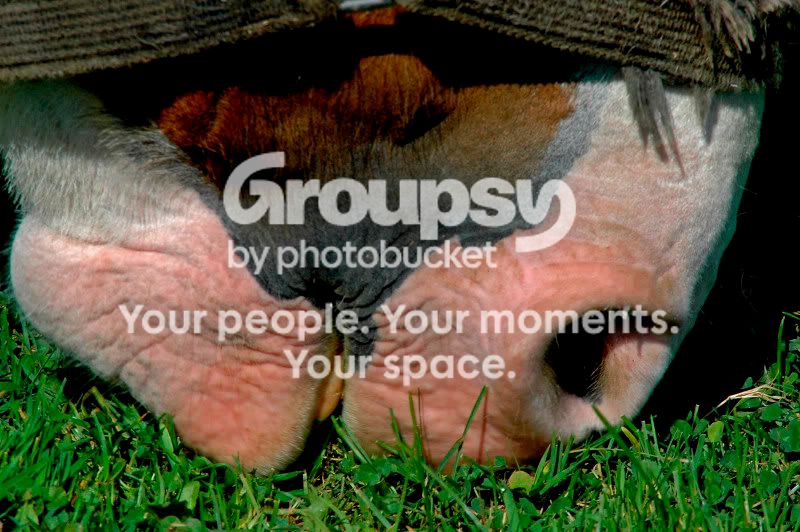 websize2005farm3.jpg