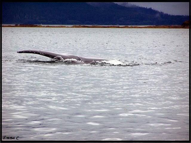 Alaskapics06047-1.jpg
