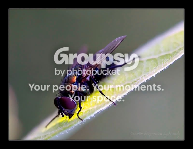 fly.jpg
