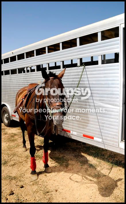 ahorse.jpg