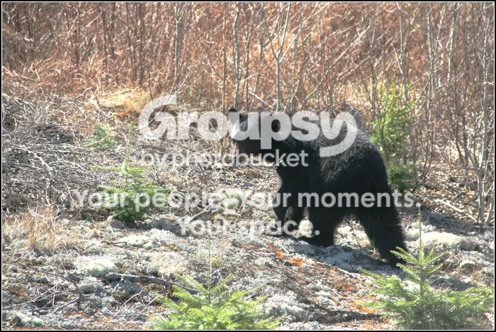 bear6.jpg