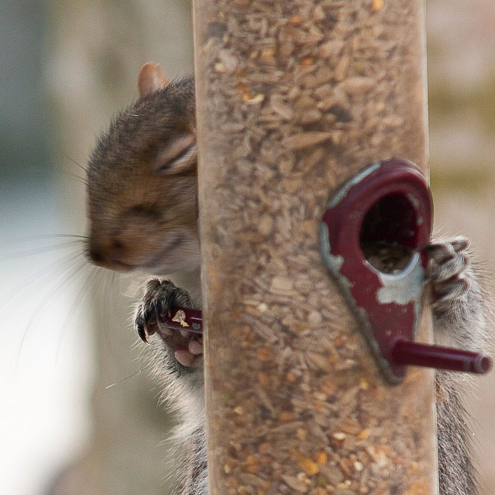 Squirrells-4.jpg
