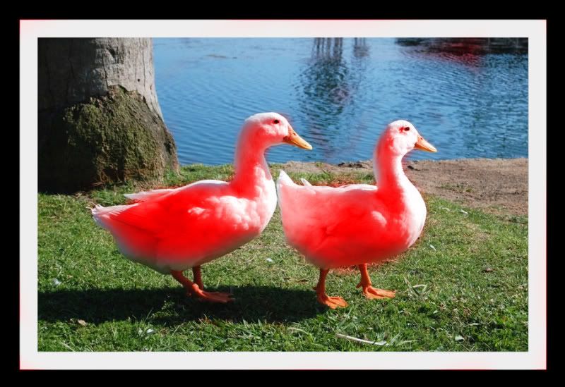 duckscopy.jpg