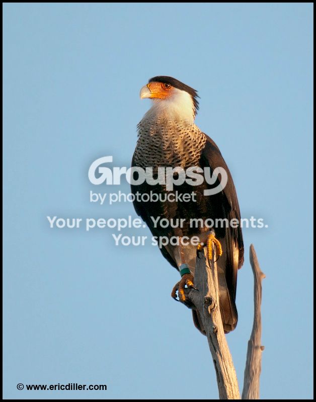 PIC_9085copy.jpg