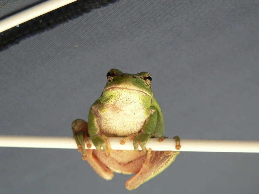 Frog_by_LeviNifty.jpg