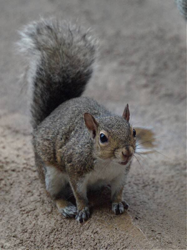 squirell.jpg