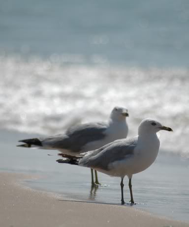 Seagulls.jpg