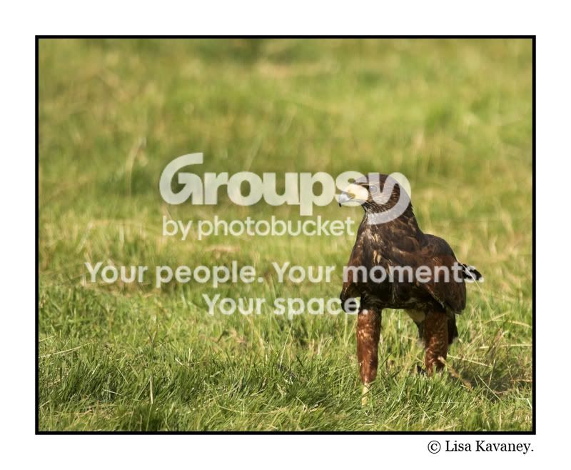 bird-01copy.jpg