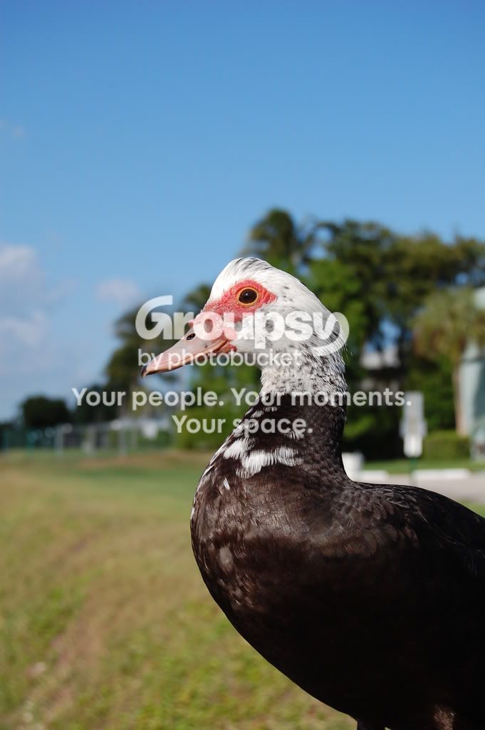duck2.jpg