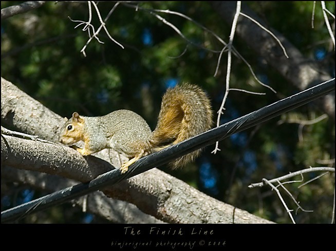 squirrel03.jpg