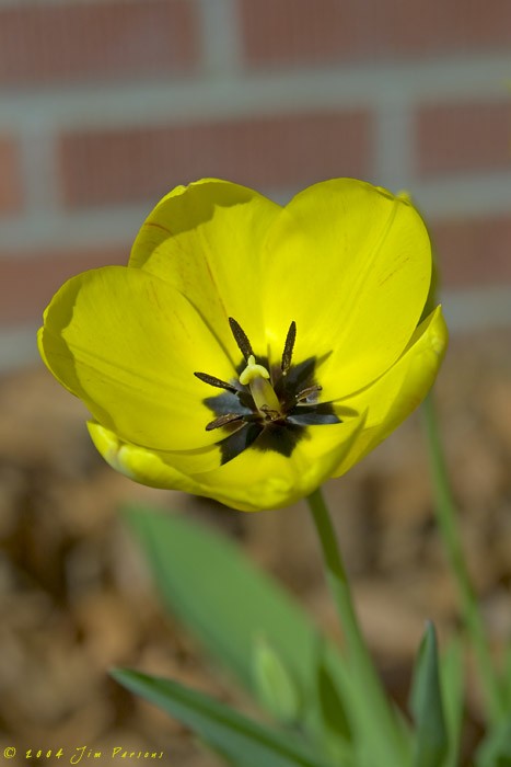 tulip2004_02.jpg