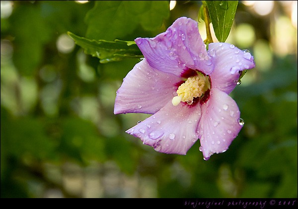 hibiscus050724_01.jpg