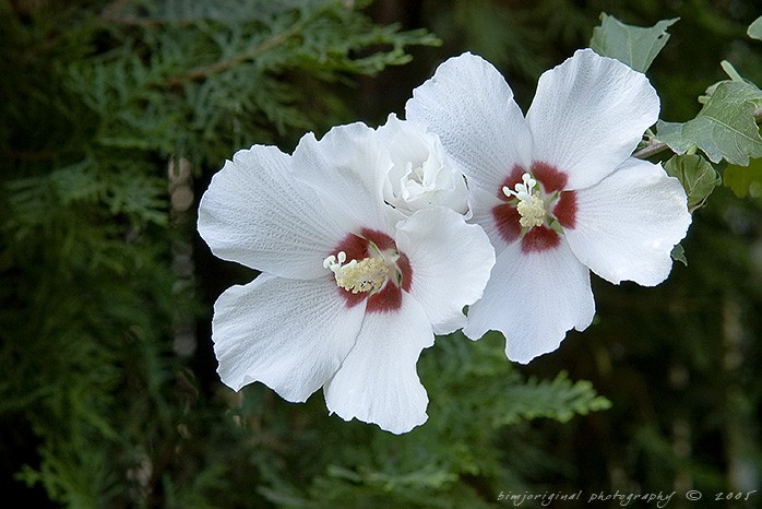 hibiscus050821_01.jpg