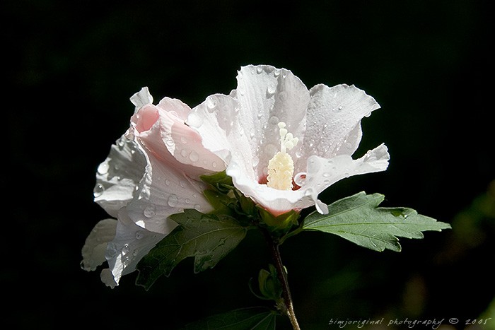 hibiscus050826_04.jpg