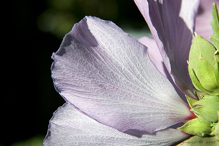 hibiscus050826_05.jpg