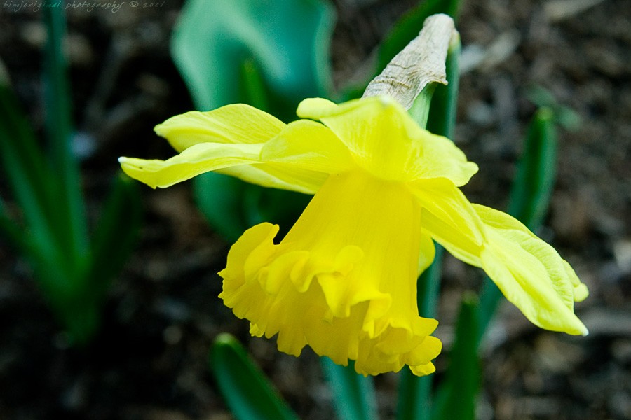 daffy060327_03.jpg