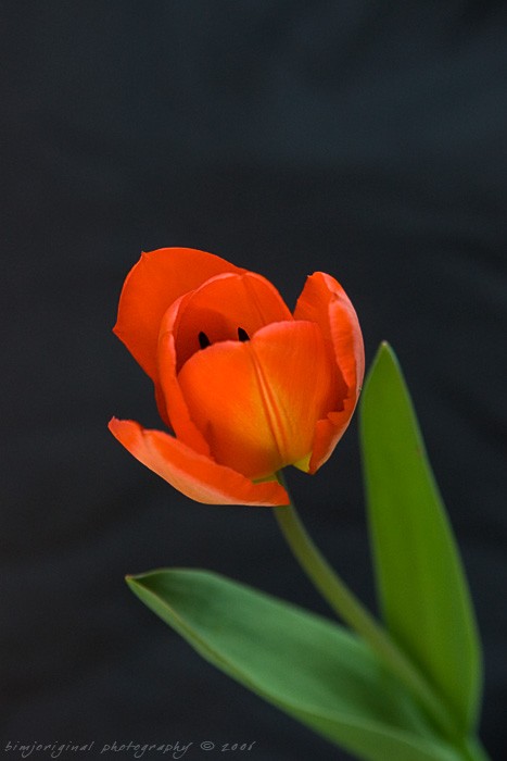 tulip060331_04.jpg