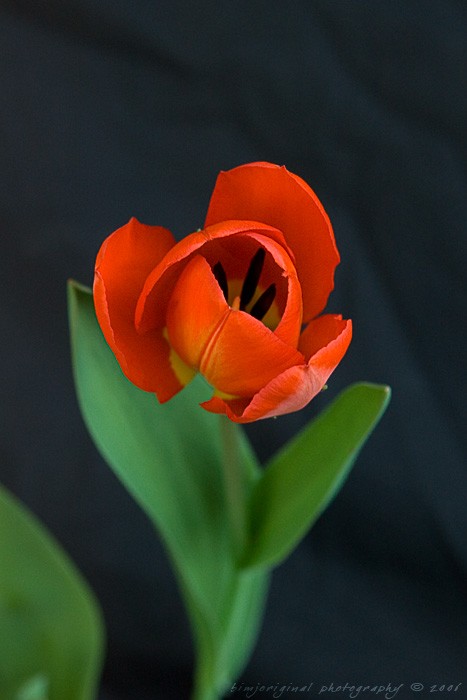 tulip060331_05.jpg