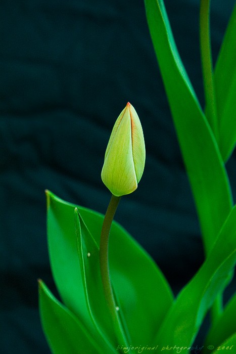 tulip060331_06.jpg