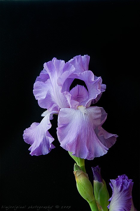 iris070428_03.jpg