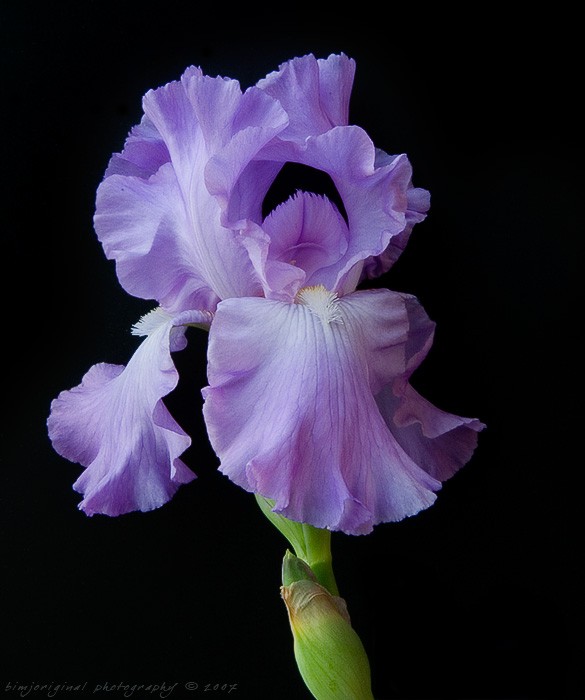 iris070428_03_redux.jpg