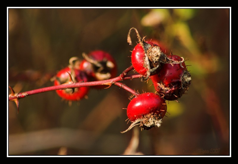 Beeren1.jpg