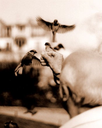 bird-charmer-sepia.jpg