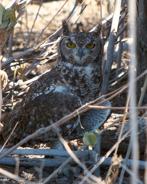 Cape%20Eagle-Owl-L.jpg